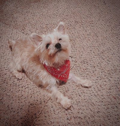 04-cream-red-bandana
