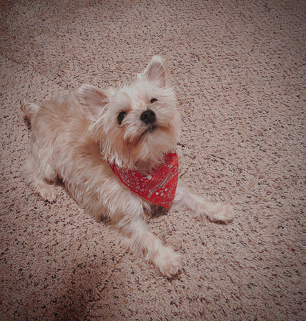 04-cream-red-bandana