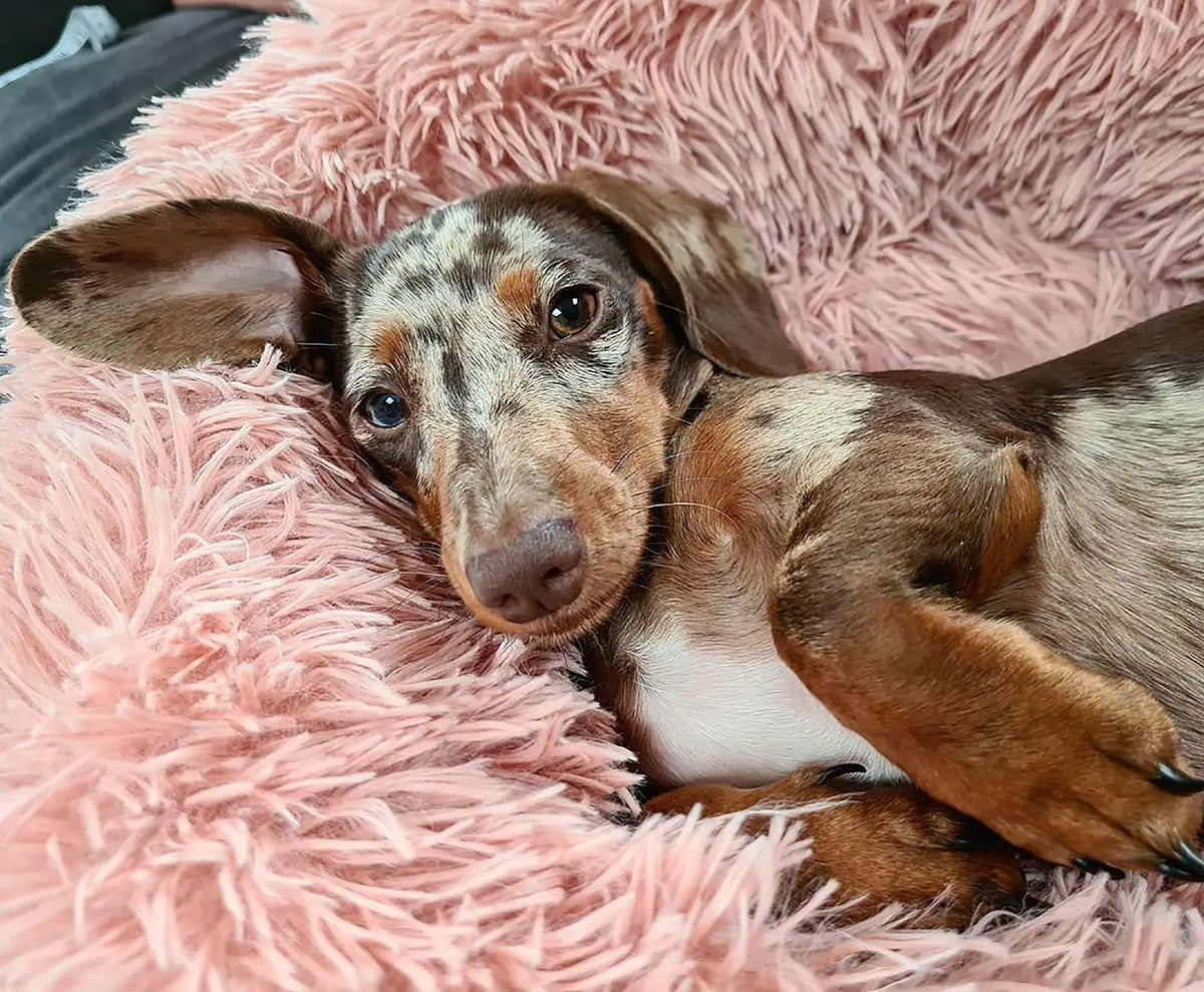 Soft Calming Donut Bed for Dogs & Cats